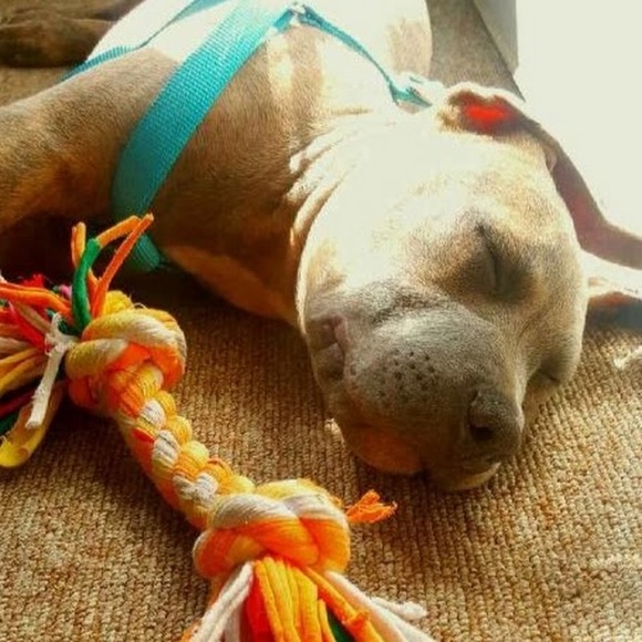 Meet your Posher, Sam - Picture 1 of 1